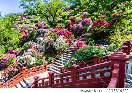 佑德稻荷神社的杜鵑花【佐賀縣鹿島市】 117810751