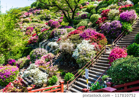 Azaleas at Yutoku Inari Shrine [Kashima City, Saga Prefecture] 117810752