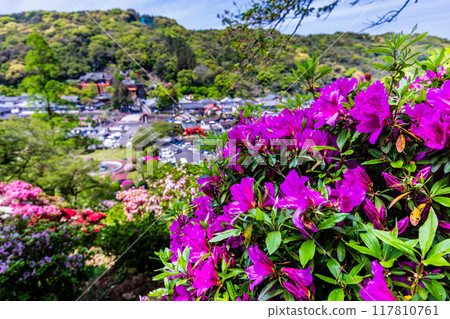 佑德稻荷神社的杜鵑花【佐賀縣鹿島市】 117810761