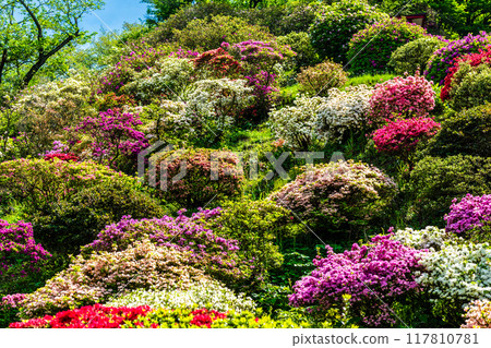 Azaleas at Yutoku Inari Shrine [Kashima City, Saga Prefecture] 117810781