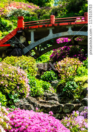 Azaleas at Yutoku Inari Shrine [Kashima City, Saga Prefecture] 117810783