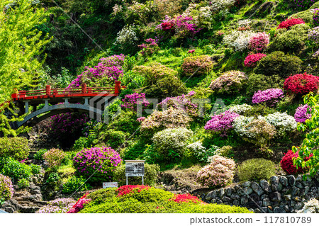 Azaleas at Yutoku Inari Shrine [Kashima City, Saga Prefecture] 117810789