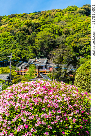 Azaleas at Yutoku Inari Shrine [Kashima City, Saga Prefecture] 117810801
