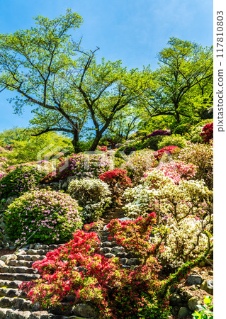 Azaleas at Yutoku Inari Shrine [Kashima City, Saga Prefecture] 117810803