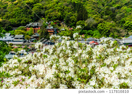 佑德稻荷神社的杜鵑花【佐賀縣鹿島市】 佑德稻荷神社的杜鵑花【佐賀縣鹿島市】 117810810