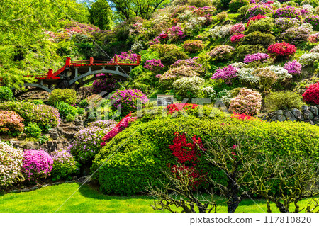 佑德稻荷神社的杜鵑花【佐賀縣鹿島市】 佑德稻荷神社的杜鵑花【佐賀縣鹿島市】 117810820