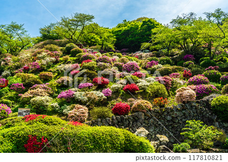 佑德稻荷神社的杜鵑花【佐賀縣鹿島市】 佑德稻荷神社的杜鵑花【佐賀縣鹿島市】 117810821