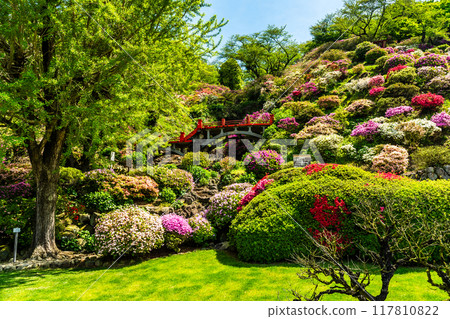佑德稻荷神社的杜鵑花【佐賀縣鹿島市】 佑德稻荷神社的杜鵑花【佐賀縣鹿島市】 117810822