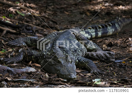 Close up crocodile is action show head in garden 117810901