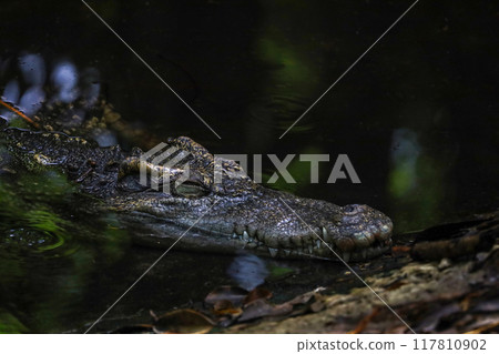 Close up salt crocodile is show head in river Close up salt crocodile is show head in river 117810902