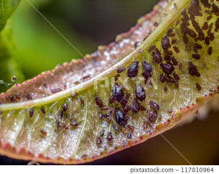 Invasion of aphidoidea colony Invasion of aphidoidea colony 117810964