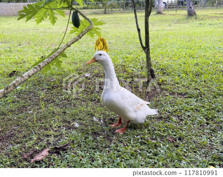 Witness the elegance of ducks as they navigate a quiet forest and a charming canal, showcasing a peaceful and picturesque depiction of nature's wildlife in action 117810991