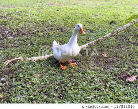 Witness the elegance of ducks as they navigate a quiet forest and a charming canal, showcasing a peaceful and picturesque depiction of nature's wildlife in action 117811016