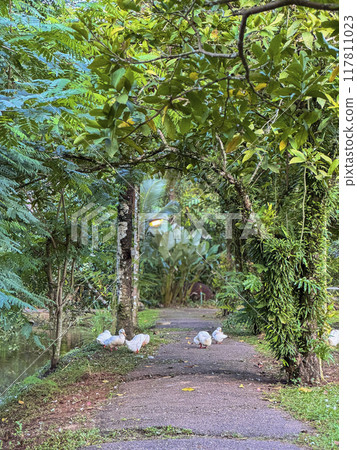 Witness the elegance of ducks as they navigate a quiet forest and a charming canal, showcasing a peaceful and picturesque depiction of nature's wildlife in action 117811023