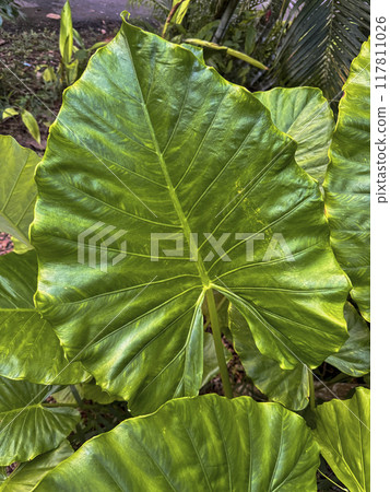Alocasia macrorrhiza with giant green leaves, perfect for tropical decor and indoor gardens. Capture the lush beauty of this elephant ear plant, ideal for nature enthusiasts and home decor lovers Alocasia macrorrhiza with giant green leaves, perfect for tropical decor and indoor gardens. Capture the lush beauty of this elephant ear plant, ideal for nature enthusiasts and home decor lovers 117811026