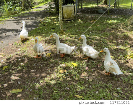 Witness the elegance of ducks as they navigate a quiet forest and a charming canal, showcasing a peaceful and picturesque depiction of nature's wildlife in action 117811031