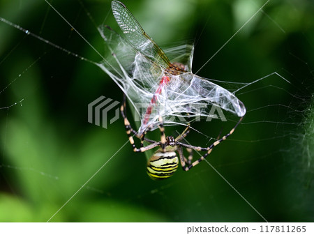 Catching the long-jawed orb spider Catching the long-jawed orb spider 117811265