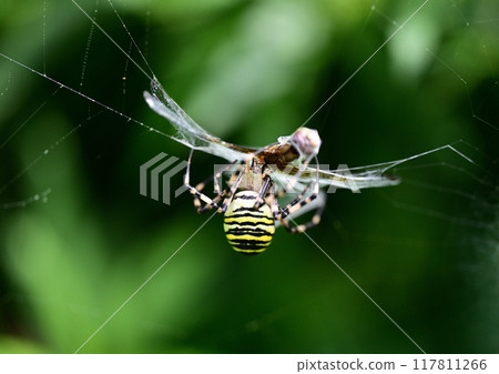 Catching the long-jawed orb spider 117811266