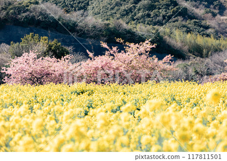 Minamichita Town: Rape blossom fields and Kawazu cherry blossoms at the Hana Hiroba Tourist Farm 117811501