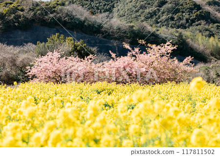 Minamichita Town: Rape blossom fields and Kawazu cherry blossoms at the Hana Hiroba Tourist Farm Minamichita Town: Rape blossom fields and Kawazu cherry blossoms at the Hana Hiroba Tourist Farm 117811502
