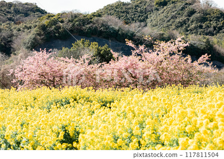 Minamichita Town: Rape blossom fields and Kawazu cherry blossoms at the Hana Hiroba Tourist Farm 117811504