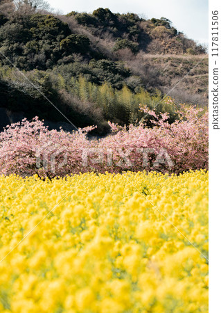 Minamichita Town: Rape blossom fields and Kawazu cherry blossoms at the Hana Hiroba Tourist Farm 117811506
