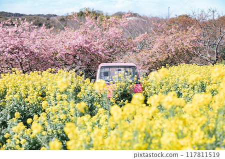 Minamichita Town: Rape blossom fields, Kawazu cherry blossoms and a pink light truck at the Hana Hiroba Tourist Farm 117811519