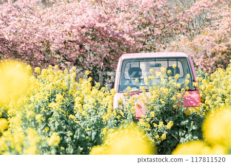 Minamichita Town: Rape blossom fields, Kawazu cherry blossoms and a pink light truck at the Hana Hiroba Tourist Farm 117811520
