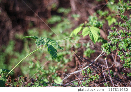 Stretching Vine in Spring 117811680