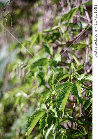 Fresh Green Leaves in Spring 117811681