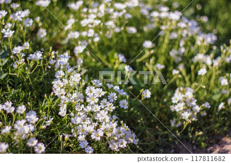 Blooming White Flowers in the Sun Blooming White Flowers in the Sun 117811682