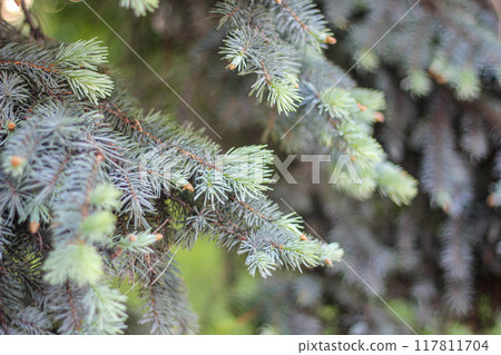 Evergreen Serenity Evergreen Serenity 117811704