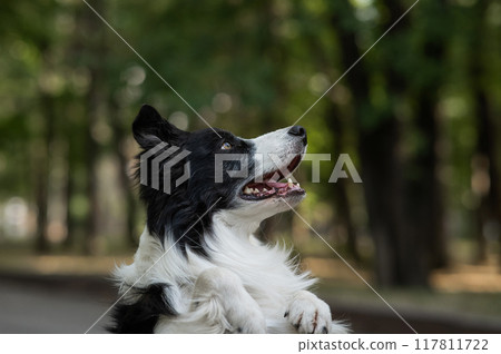 Portrait of a black and white border collie walking in the woods.  117811722
