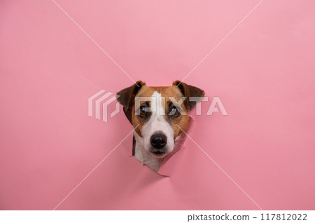 Funny dog jack russell terrier tore pink paper background. Funny dog jack russell terrier tore pink paper background. 117812022
