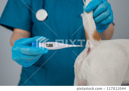 A veterinarian measures a dog's temperature rectally with an electronic thermometer. A veterinarian measures a dog's temperature rectally with an electronic thermometer. 117812044