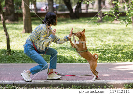 African dog sabbenji high fives the owner on a walk in the park. African dog sabbenji high fives the owner on a walk in the park. 117812111
