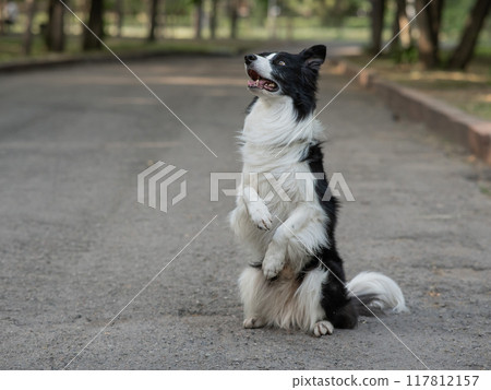 Border collie dog doing bunny exercise outdoors. 117812157