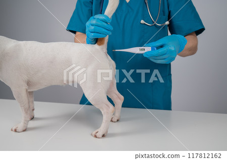 A veterinarian measures a dog's temperature rectally with an electronic thermometer. A veterinarian measures a dog's temperature rectally with an electronic thermometer. 117812162