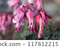 Dicentra peregrina in Daisetsuzan Dicentra peregrina in Daisetsuzan 117812215