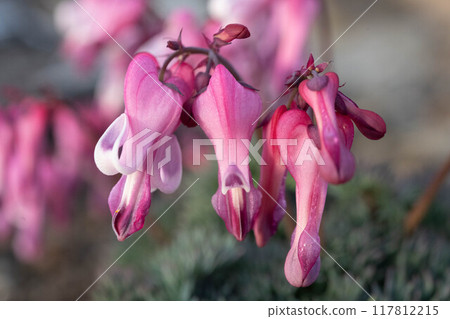 Dicentra peregrina in 大雪山 117812215
