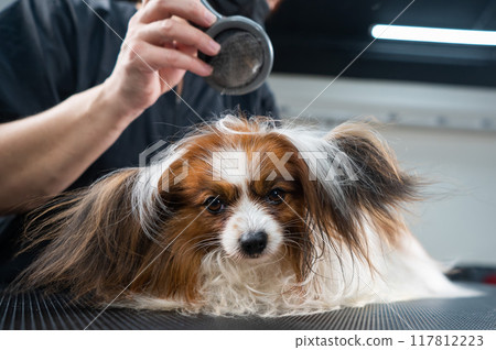 Caucasian woman dries the dog. Papillon Continental Spaniel in the grooming salon.  117812223