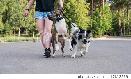 The owner walks two muzzled dogs on a leash. Black and white border collie and brindle bull terrier. The owner walks two muzzled dogs on a leash. Black and white border collie and brindle bull terrier. 117812289