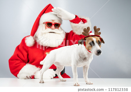 Portrait of santa claus in sunglasses and dog jack russell terrier in rudolf reindeer ears on a white background.  117812338