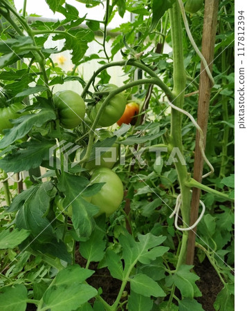 ripe tomatoes growing in a greenhouse ripe tomatoes growing in a greenhouse 117812394
