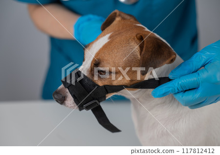 A veterinarian puts a cloth muzzle on a Jack Russell Terrier dog. 117812412