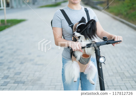 A woman rides an electric scooter with a dog in a backpack. Pappilion Spaniel Continental in a sling. 117812726