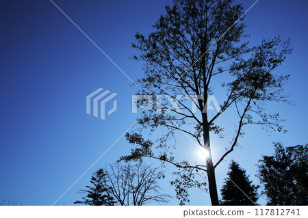 晴朗的天空中漂浮著樹影 117812741