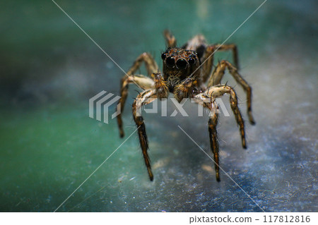 jumping spider macro close up on the black background in the nature jumping spider macro close up on the black background in the nature 117812816