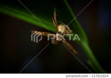 jumping spider macro close up on the black background in the nature 117812824