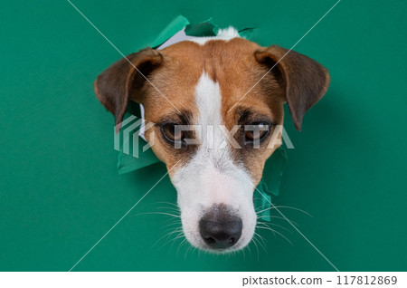 Funny Jack Russell Terrier dog sticks out through a green cardboard background. Funny Jack Russell Terrier dog sticks out through a green cardboard background. 117812869